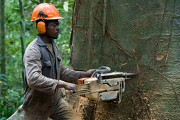 A Lumberjack Uses a Chainsaw to Cut a Large Tree in the Forest of Kibri, Cameroon, Africa